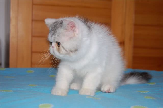 加菲猫为什么这么蠢 加菲猫为什么傻乎乎的