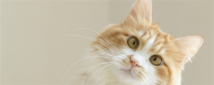 猫咪能过安检的x光吗