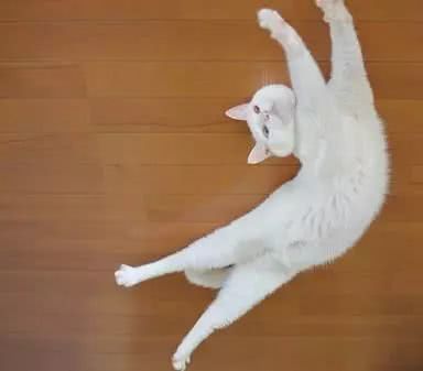 猫为什么可以拉长 猫为什么喜欢拉长身体睡觉