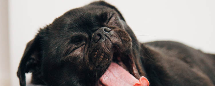 狗狗闷在被子会窒息吗