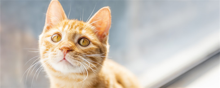 猫寄养一个月会忘记主人吗