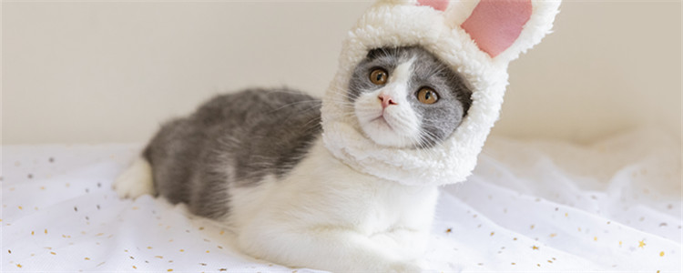 为什么猫咪喜欢趴在主人身上睡觉