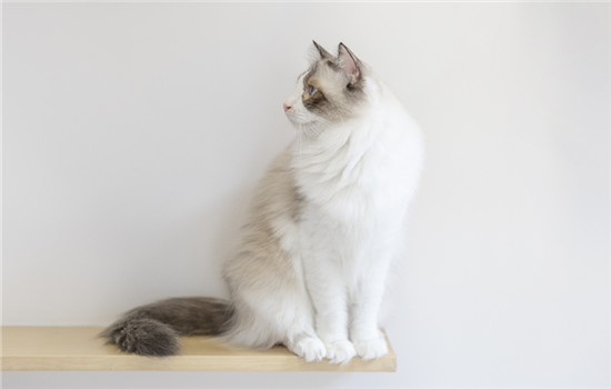 加菲猫为什么掉价了 加菲天生带有基因缺陷
