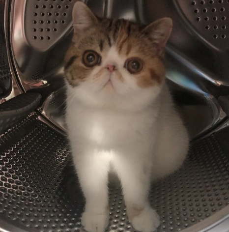 加菲猫为什么不让抱不让摸