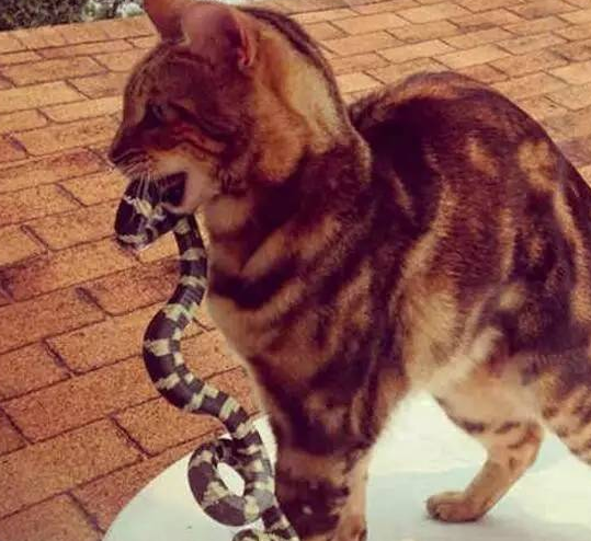 猫为什么会抓蛇回家 猫为什么往家里叼蛇