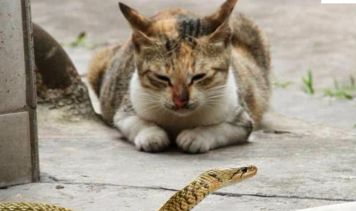 猫为什么能吃掉毒蛇 猫为什么喜欢吃蛇