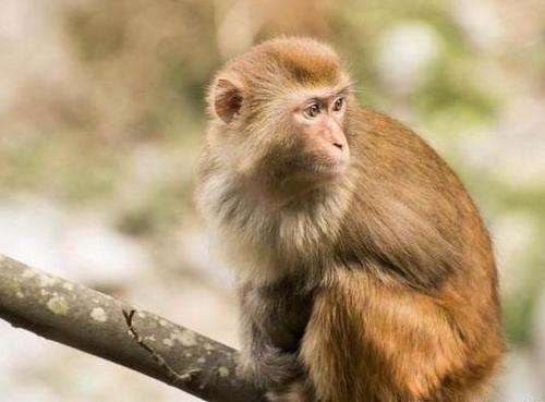 灵长动物现新冠症状 疫苗进入动物试验阶段