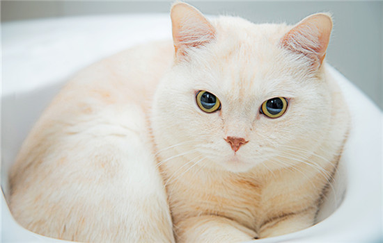 幼猫为什么一直咬手 猫咪竞争的本能