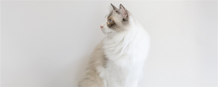 猫咪检疫证明怎么办理