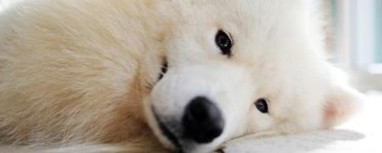 萨摩耶鼻子干怎么回事 萨摩耶鼻子干的原因