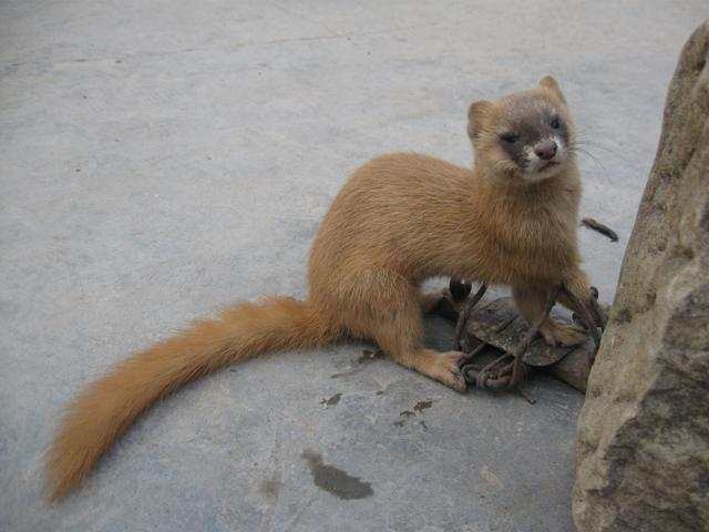 猫为什么打不过黄鼠狼 家猫野性不足