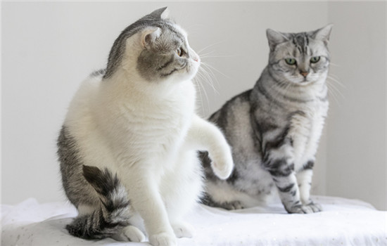 猫为什么挠黄瓜 受到了惊吓