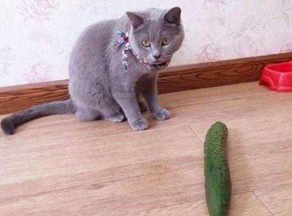 猫为什么挠黄瓜 受到了惊吓