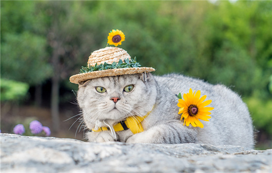 猫为什么不够高冷 外冷内热的小动物
