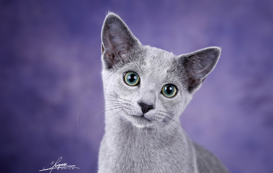 橘猫为什么最后被送给别人了 把主人吃穷了！