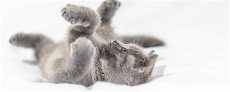 第一次去猫咖注意什么