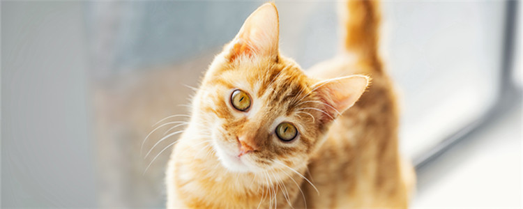 猫猫发春不管它可以吗