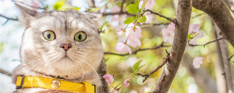 猫在几度就会被冻死