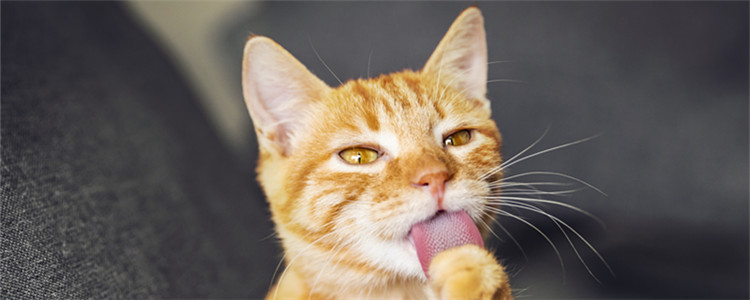 猫咪睡在主人身上是什么意思