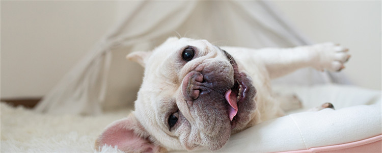 冬天还可以给狗狗剃毛吗