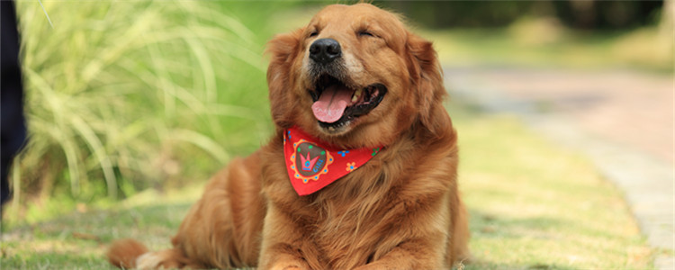 宠爱电影里的狗是什么品种