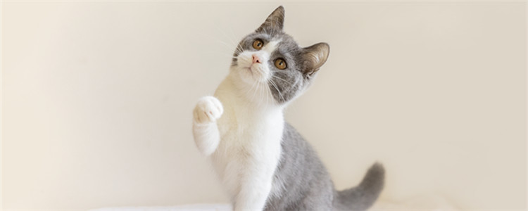 过年带猫回家会应激吗