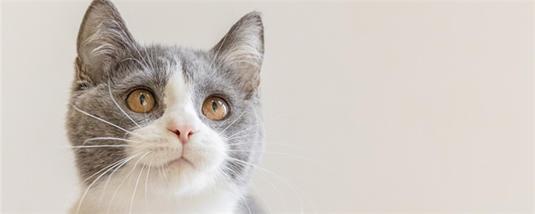 小猫呼噜声是什么意思