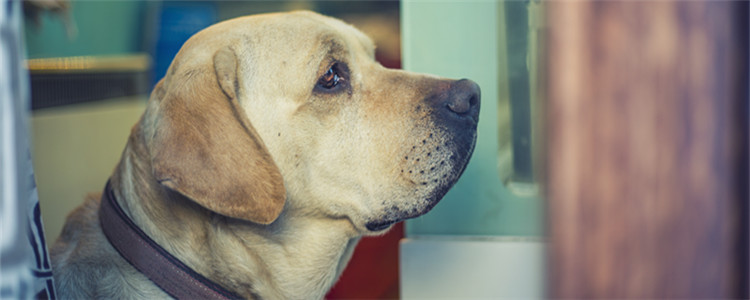 宠物怎么上高铁