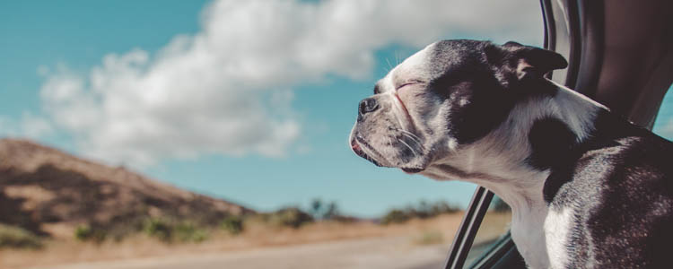 狗怎么上高铁 只能换乘火车和飞机办理托运