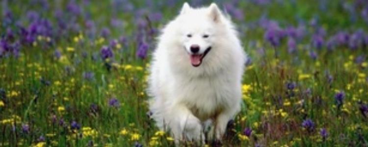 萨摩耶是大型犬吗 萨摩耶算大型犬中的一类吗