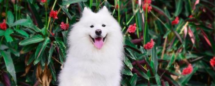 萨摩耶幼犬喂食标准 萨摩耶幼犬怎么喂食呢