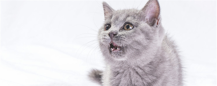 暹罗猫的性格特点