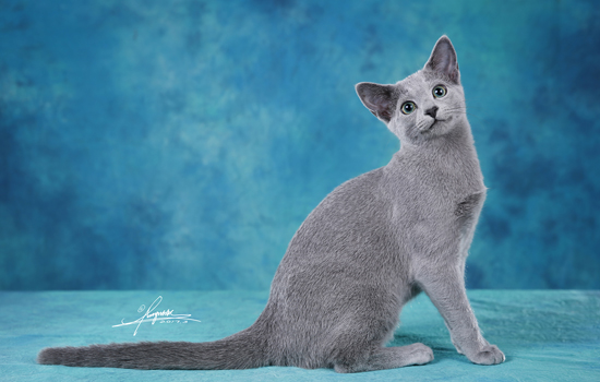 橘猫为什么怕柑橘 猫为什么讨厌橘子