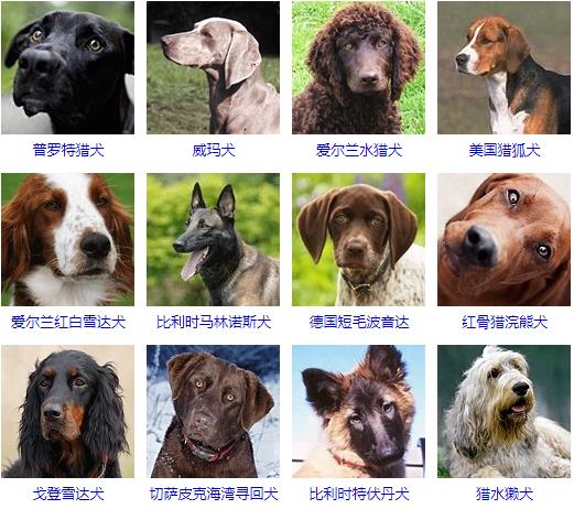 世界大型犬图片及名称图片