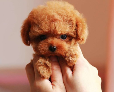 茶杯犬背后的血腥是真的吗 很萌的茶杯犬其实是一场悲剧