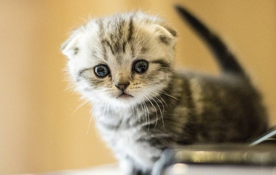 猫能找到回家的路吗 猫咪能自己回家吗？