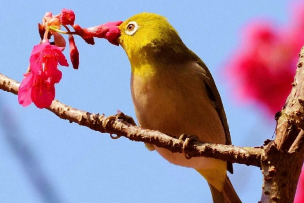 排名前10最粘人的鸟 最值得养的粘人可以放飞的鸟
