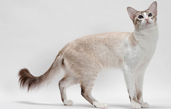 猫咪尾巴为什么会出油 猫咪尾巴出油的原因