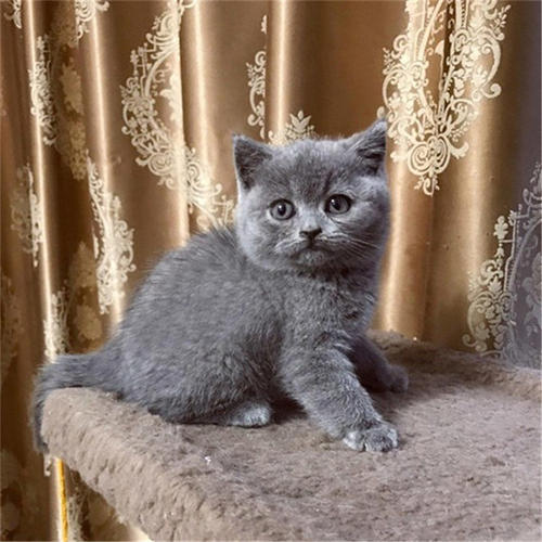 英短蓝猫为什么有折耳 并非特定品种才会出现折耳