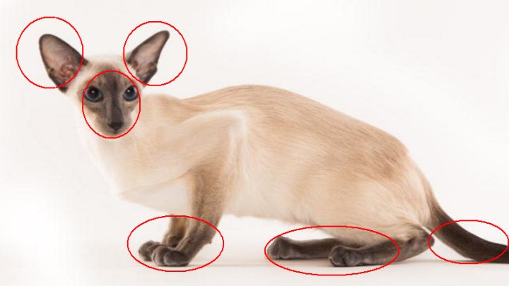 小猫为什么那么怕吹风机的风怎么办 猫为什么怕电吹风