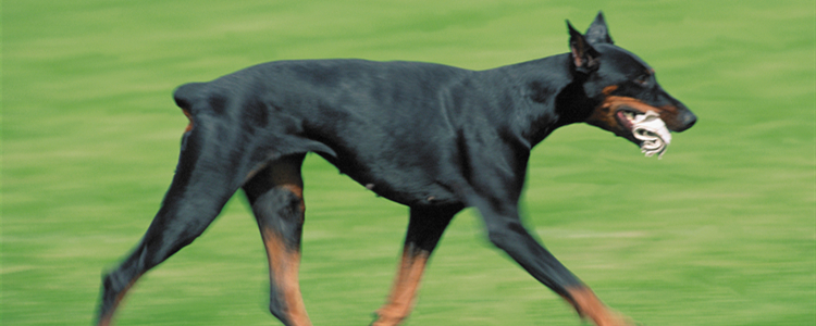 杜宾犬适合家庭养吗 家庭养杜宾犬怎么样