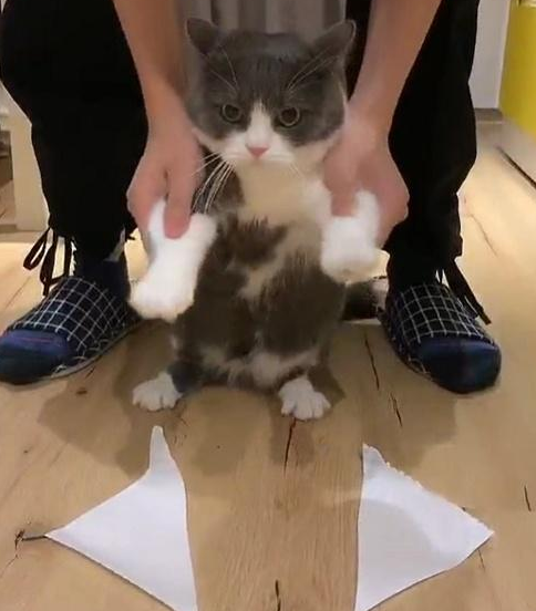 猫为什么怕粘毛纸 猫为什么碰到纸就一直跳(图1)