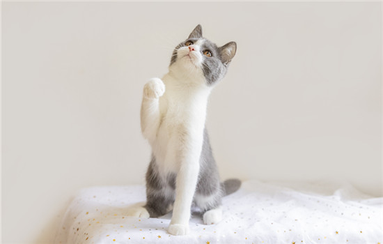 猫为什么喜欢主人的臭袜子 小猫为什么喜欢咬袜子