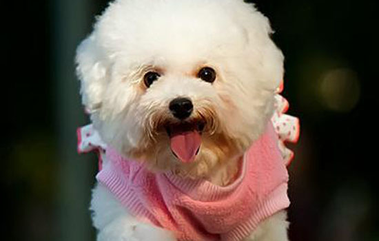 新手养泰迪还是比熊 比熊比泰迪要好