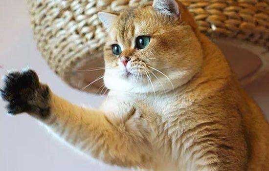 猫为什么喜欢闻腋窝 猫为什么喜欢闻咯吱窝