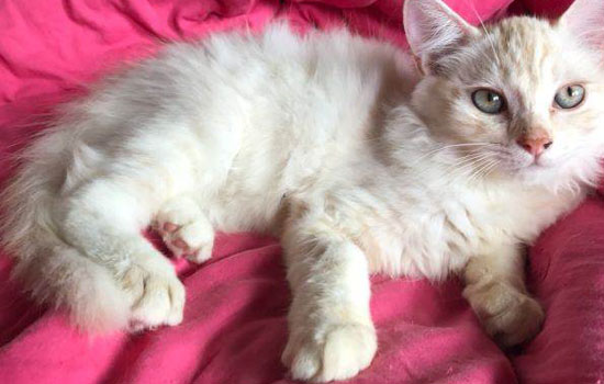 开车带猫咪跑长途方便吗 开车带猫咪长途注意事项