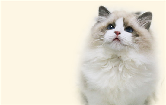 猫为什么会半夜闻人的呼吸 猫为什么有时候过来闻人