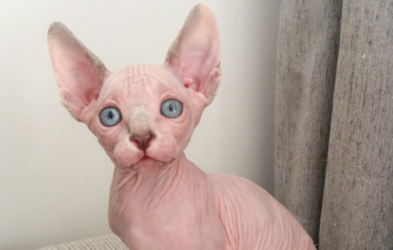斯芬克斯猫冬天长毛怎么办 斯芬克斯猫冬天长毛怎么处理