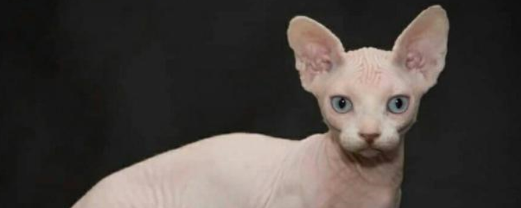 斯芬克斯猫冬天长毛怎么办 斯芬克斯猫冬天长毛怎么处理