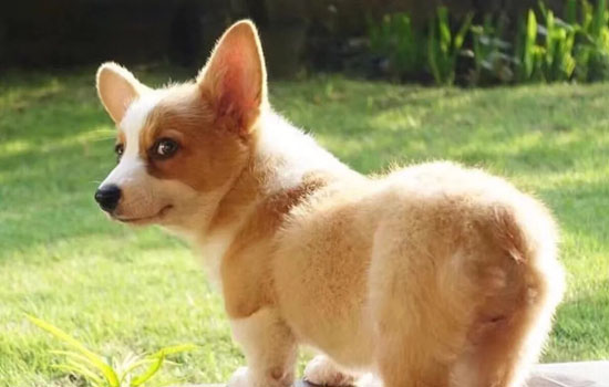 柯基犬真的要断尾吗 柯基断尾的好处